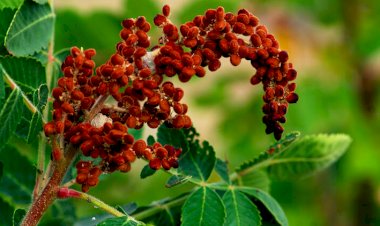 Sumak nedir, sumağın faydaları nelerdir?