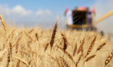 Atatürk Üniversitesinde Buğday Hasadı Başladı
