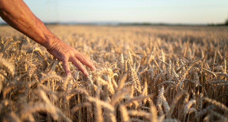 Destek Ödemeleri Çiftçilerin Hesaplarına Yatmaya Başladı