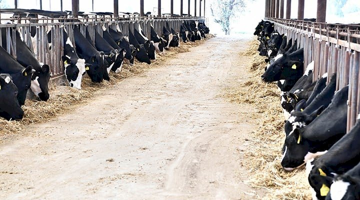 Süt Üreticileri Tepki İçin Bedava Süt Dağıttı