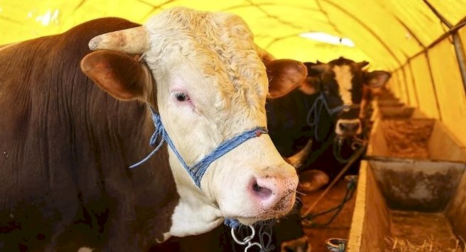Satılamayan Kurbanlıklar ESK Tarafından Değerlendirilecek