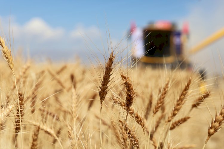 Atatürk Üniversitesinde Buğday Hasadı Başladı